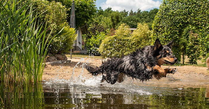 schwerin hund steg