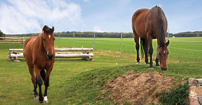 schwerin reiten tourismus