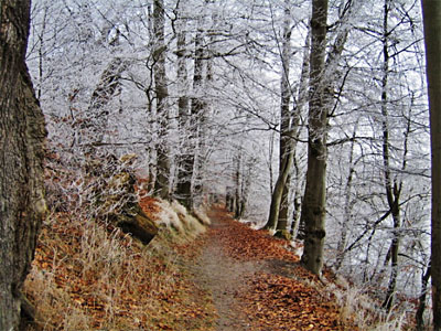 waldweg ferienhaus